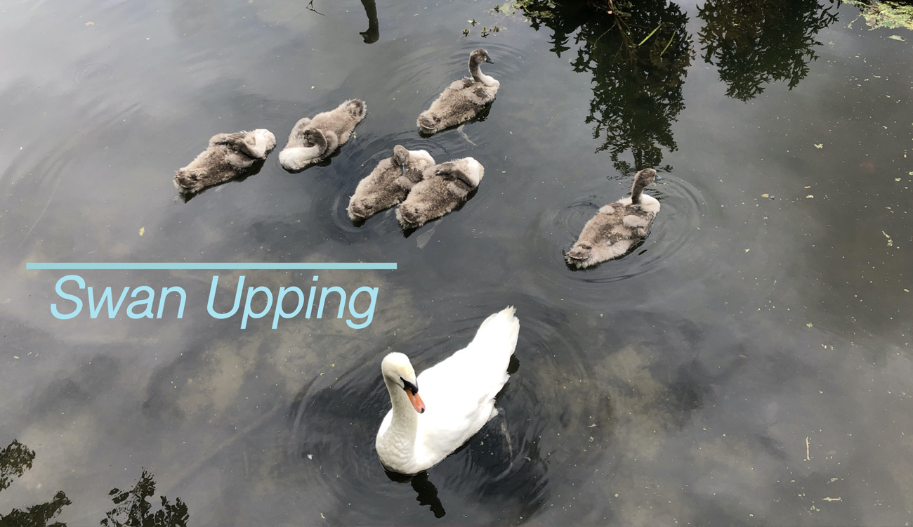 ”Swan upping” – en ljudmeditation för empati med djuren